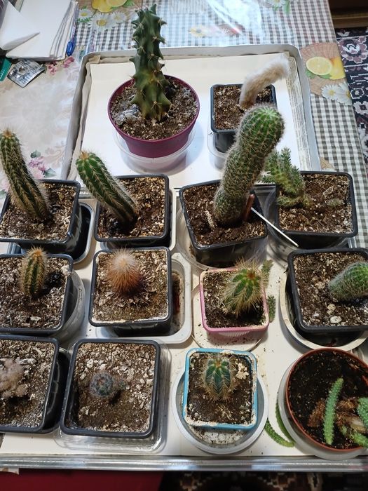 Красиви  малки кактуси