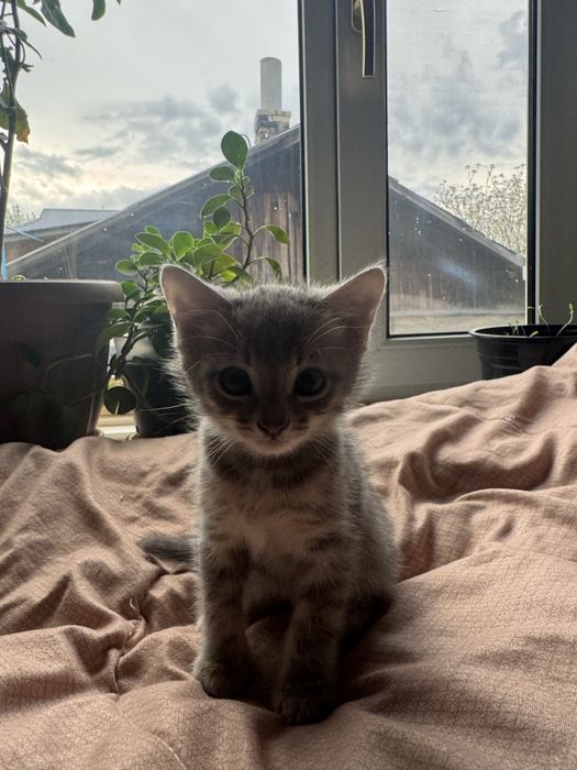 Котята 1000 тенге