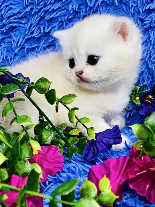 шиншилла серебро золото