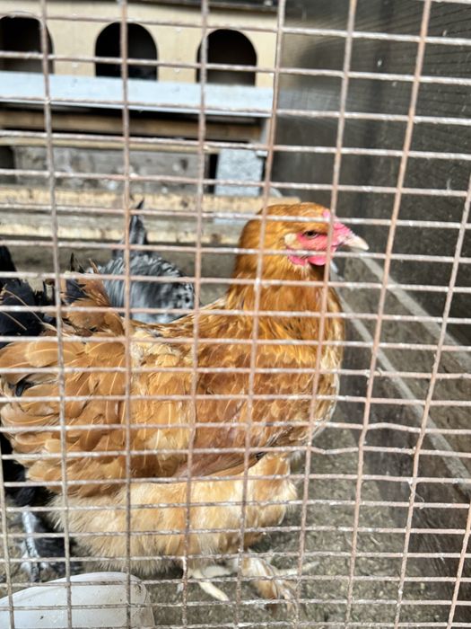 Tovug’ qoldi 10 tacha