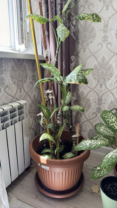 Комнатные растения