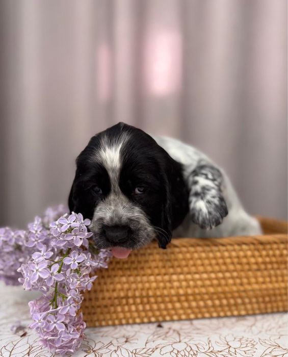 Щенки Русского охотничьего спаниеля