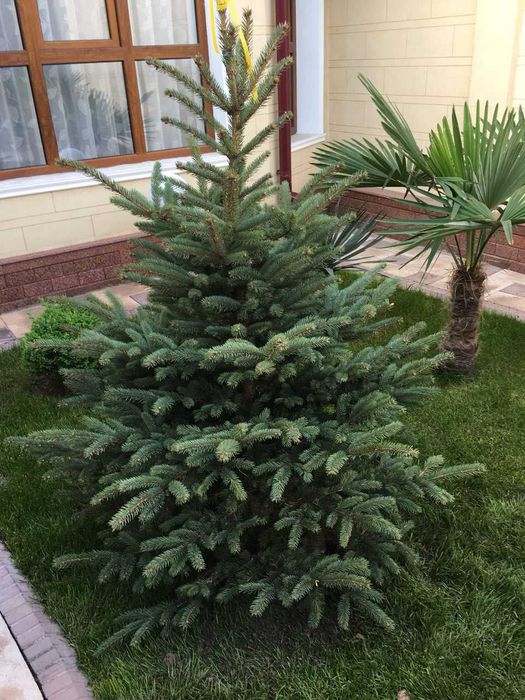 Серебристая и голубая ель