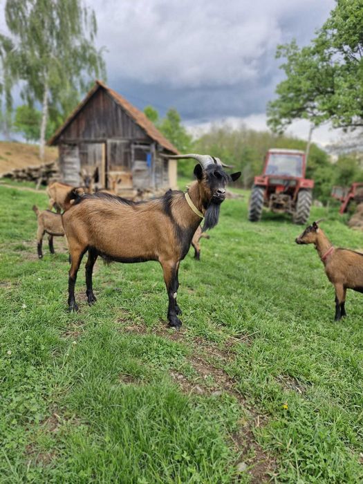 Vând țap alpin francez