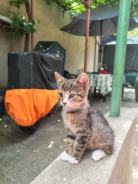 Ofer spre adopție motănel 2 luni