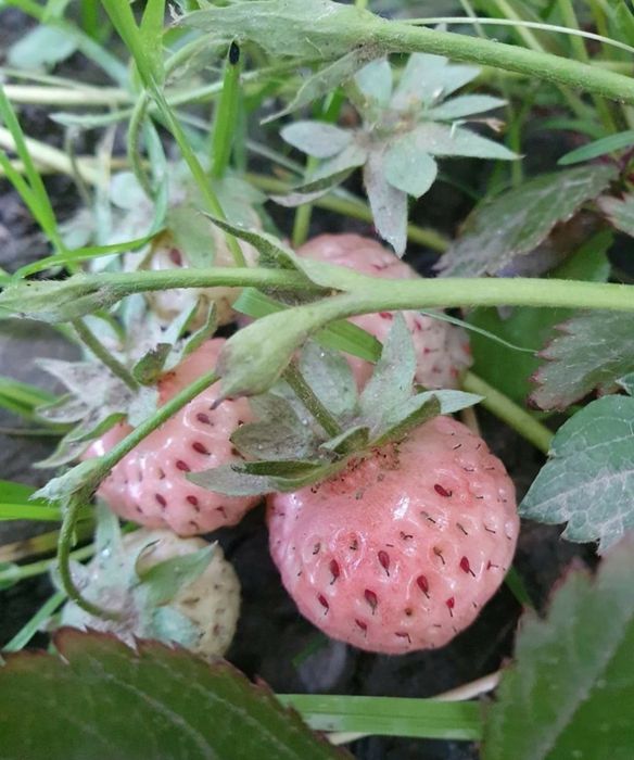 Stoloni capsuni Pineberry