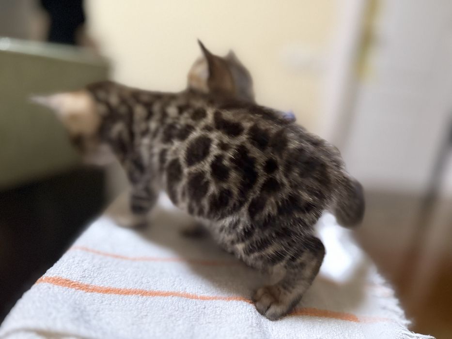 Бенгальские котята мальчик и девочка