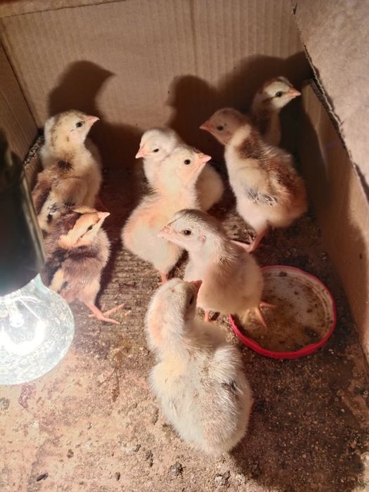 Цыплята дакан о шамо