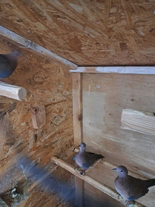 Turturele diamant și turturele senegal