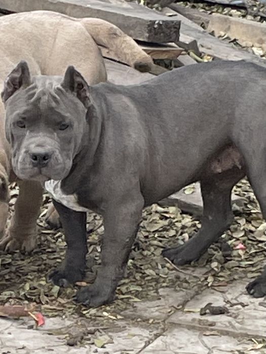 Американский булли