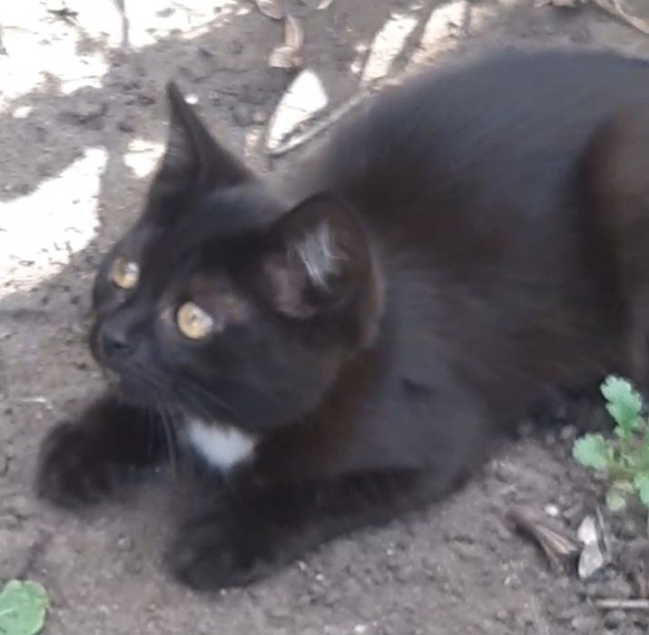 Отдам котёнка девочку .
