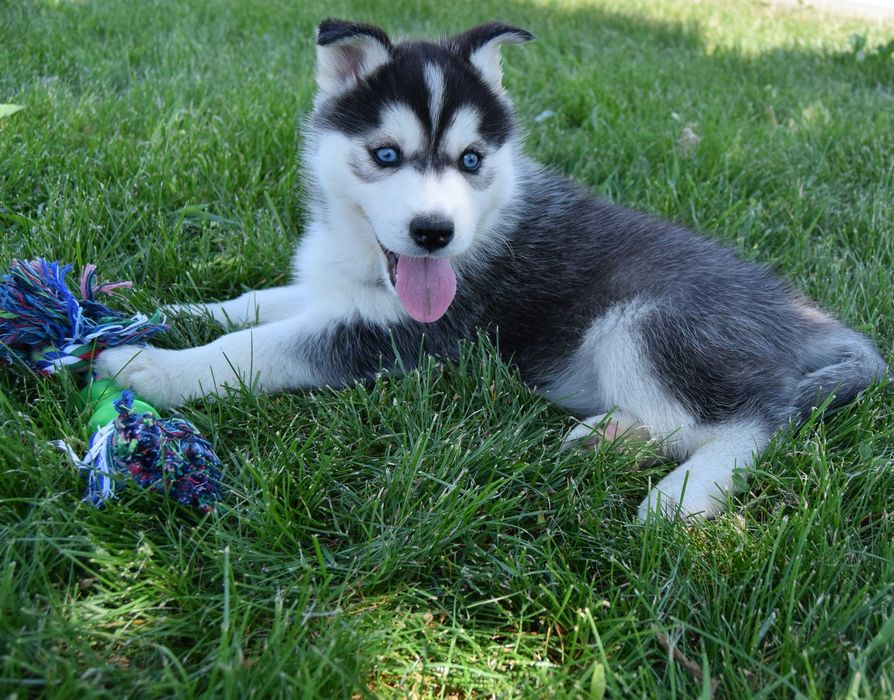 Pui Husky Siberian, părinți multipli campioni!