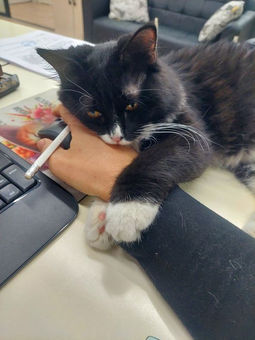 Котенок мальчик ласковый Ташкент