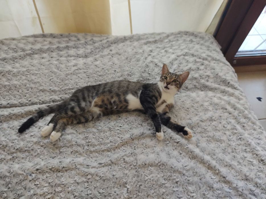 Коте Барби търси дом