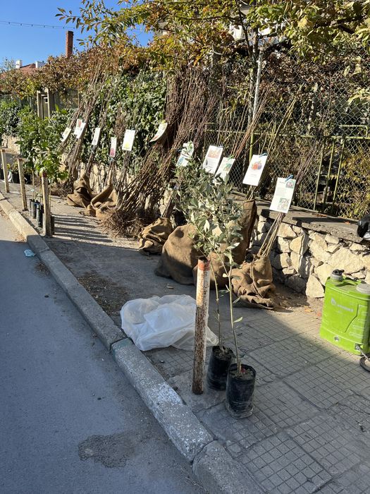 Овощен Разсадник Радослав Чотров "фитосанитарен сертификат " !