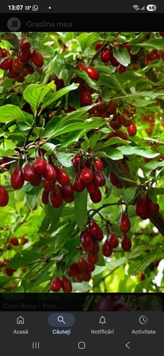 Prun Cais  Nuci Chandler Aluni Visin Castan.Kaki.Rodiu.Migdal Ciresi