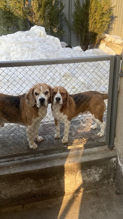 Бигль на вязку