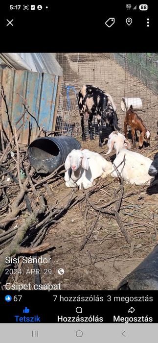 Vind capra nubien 2 le ani femele