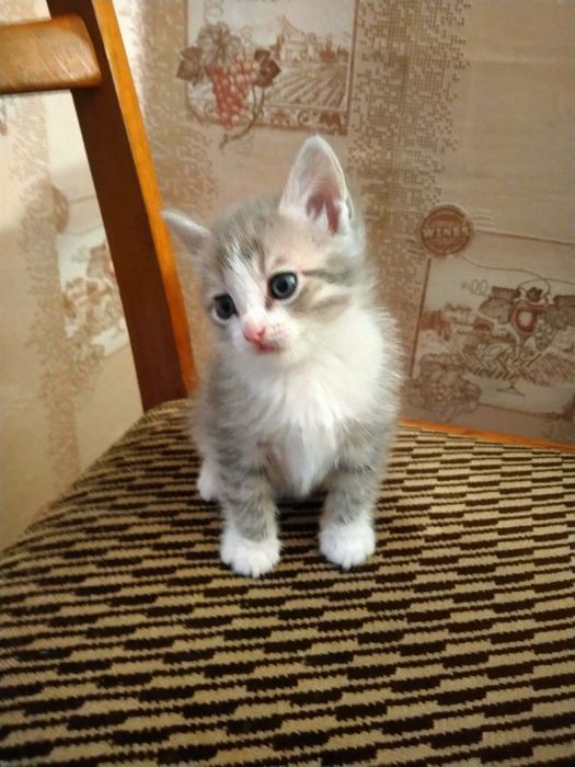 Котята вислоухой шотландки