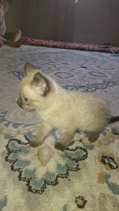 Продам котят сиамских