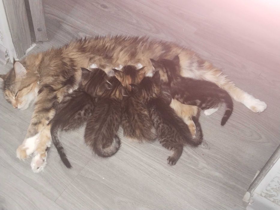 Котята помесь мей Кун с шотландцем