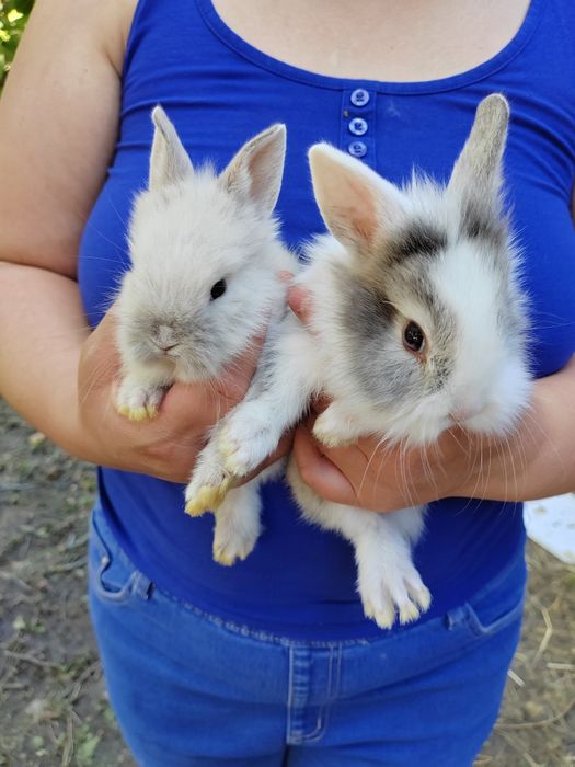 Iepurași pitici pufoși sau cu păr scurt