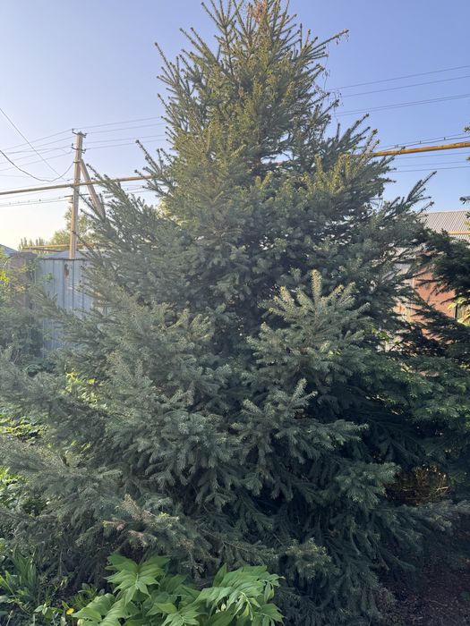 Продаю Елку 4-5 метра