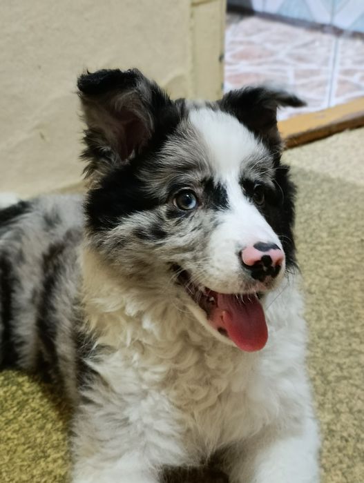 Продам щенка в добрые руки