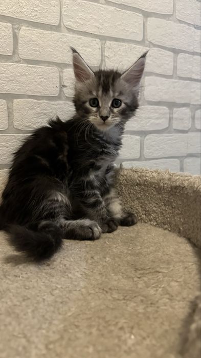 Котята_ питомник_ продажа