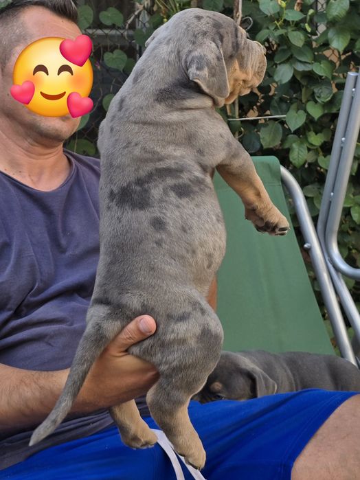 Американско були ХЛ/American Bully XL