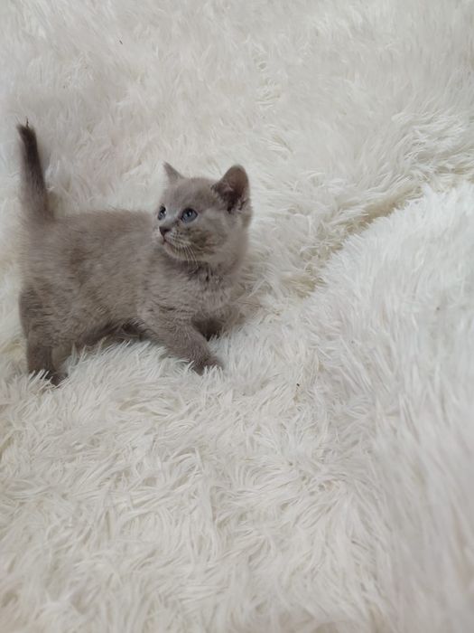 Продам Шотландских котят