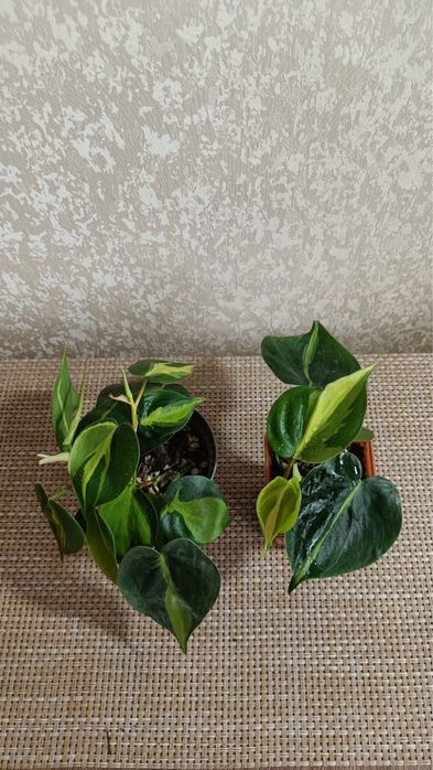 Сциндапсус  Лимон  Лайм, Филадендрон Бразил