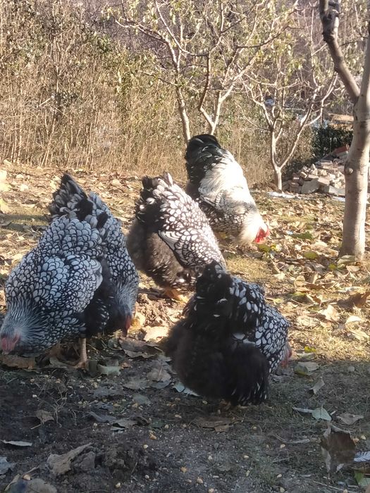 Oua pentru incubat wyandotte argintiu si portelan