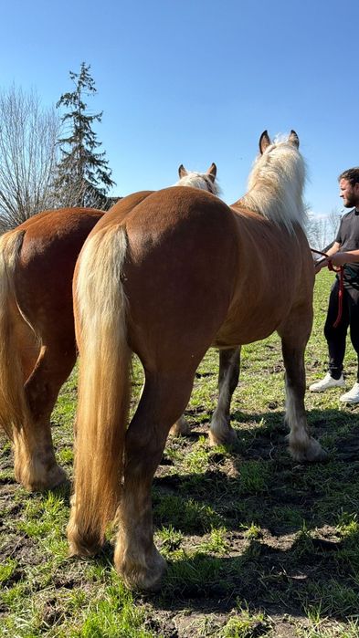 Manze comtois iepe caii de vanzare