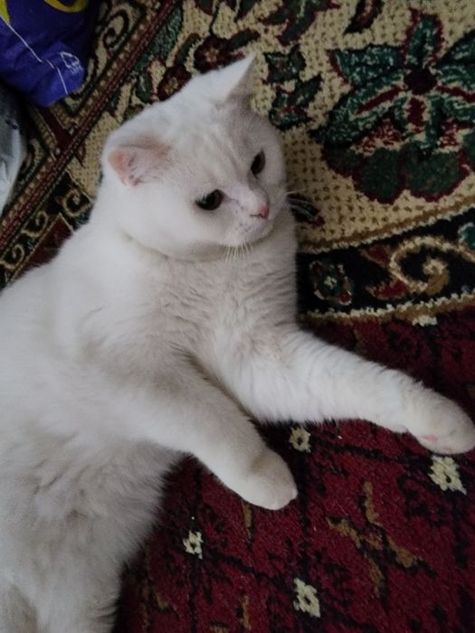 Hadyaga beriladi yaxshi qarab biladiganlar uchun