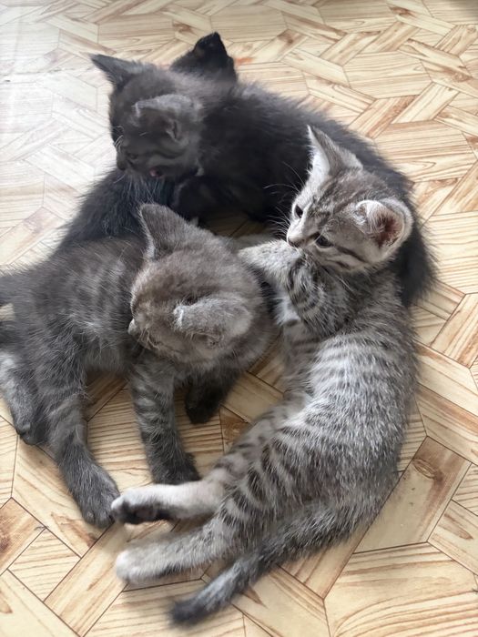 Котики в добрые руки