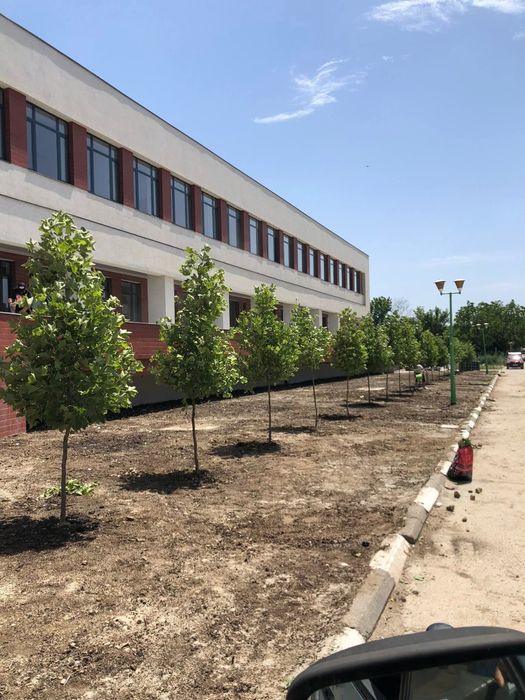 Plante ornamentale ptr gradina