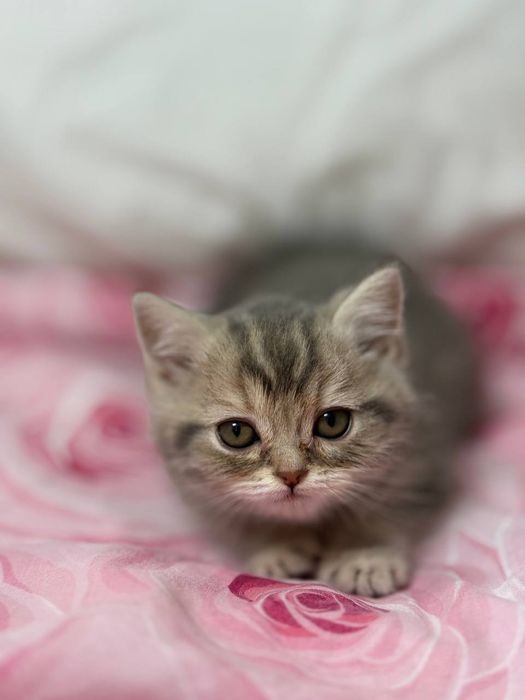 Продается Кошка  2 месяца