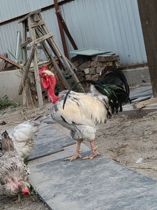 Испанка Голошейка қораздар