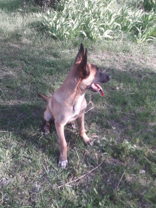 Бельгийская овчарка