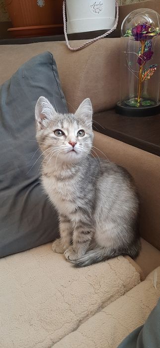 Бесплатно котёнок девочка!
