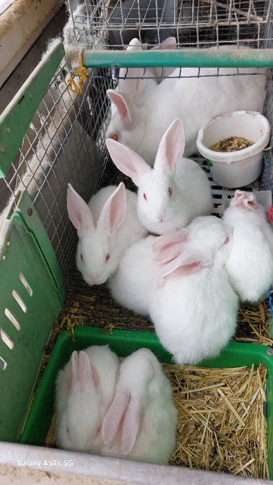 Vînd iepuri hycoli francez începând de la 2-6luni,