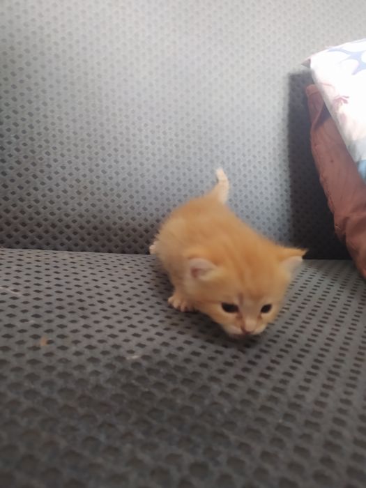 2 oylik bilan 1 yarim oylik