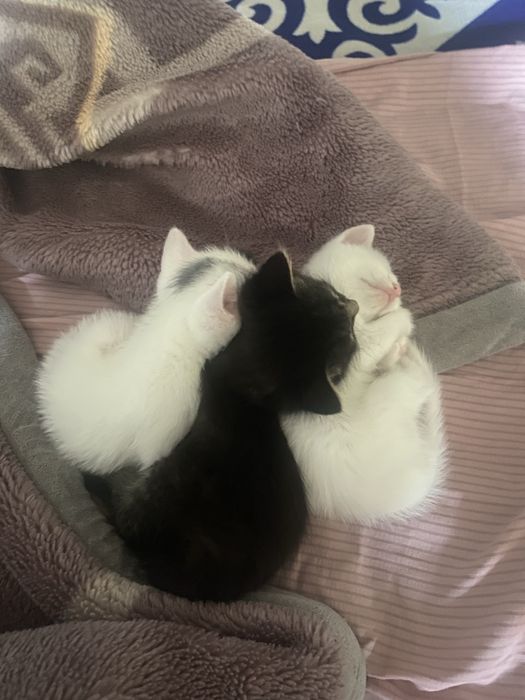 Котят в добрые руки