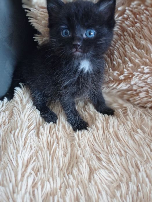 Ищем котенку любящих пап-мам.