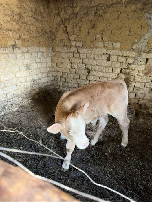 Vand o vitea si un tauras de 3 saptamâni
