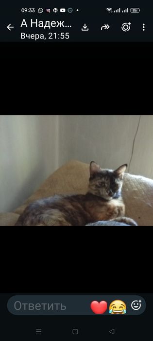 Отдаю бесплатно кошку