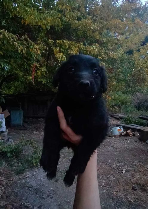 ЩЕНКИ за бесплатно