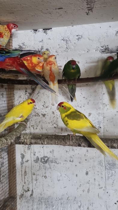 De vânzare diferite feluri de papagali si hamsteri pitici