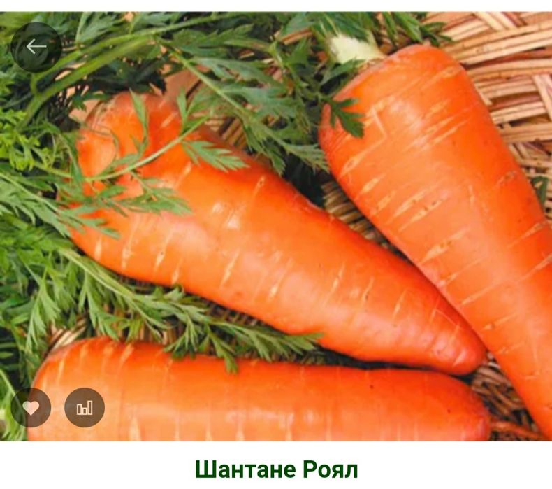 Продам семена огурцы, морковь, свёкла, помидоры